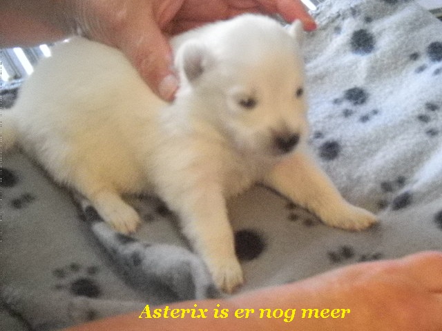 Asterix