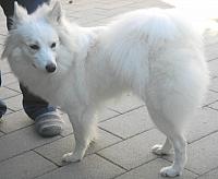 Blacky de grote Witte