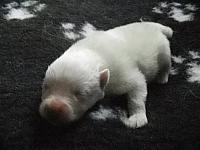 Pups Snowy 17 Asterix' 29/06/2013 350 Gr