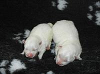 Snowy pups 13 Asterix & Obelix