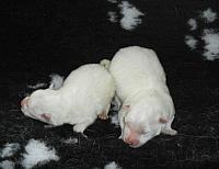 Snowy pups 14 Asterix & Obelix