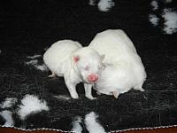 Snowy pups 15 Asterix & Obelix