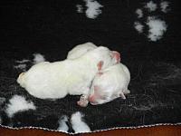 Snowy pups 16 Asterix & Obelix